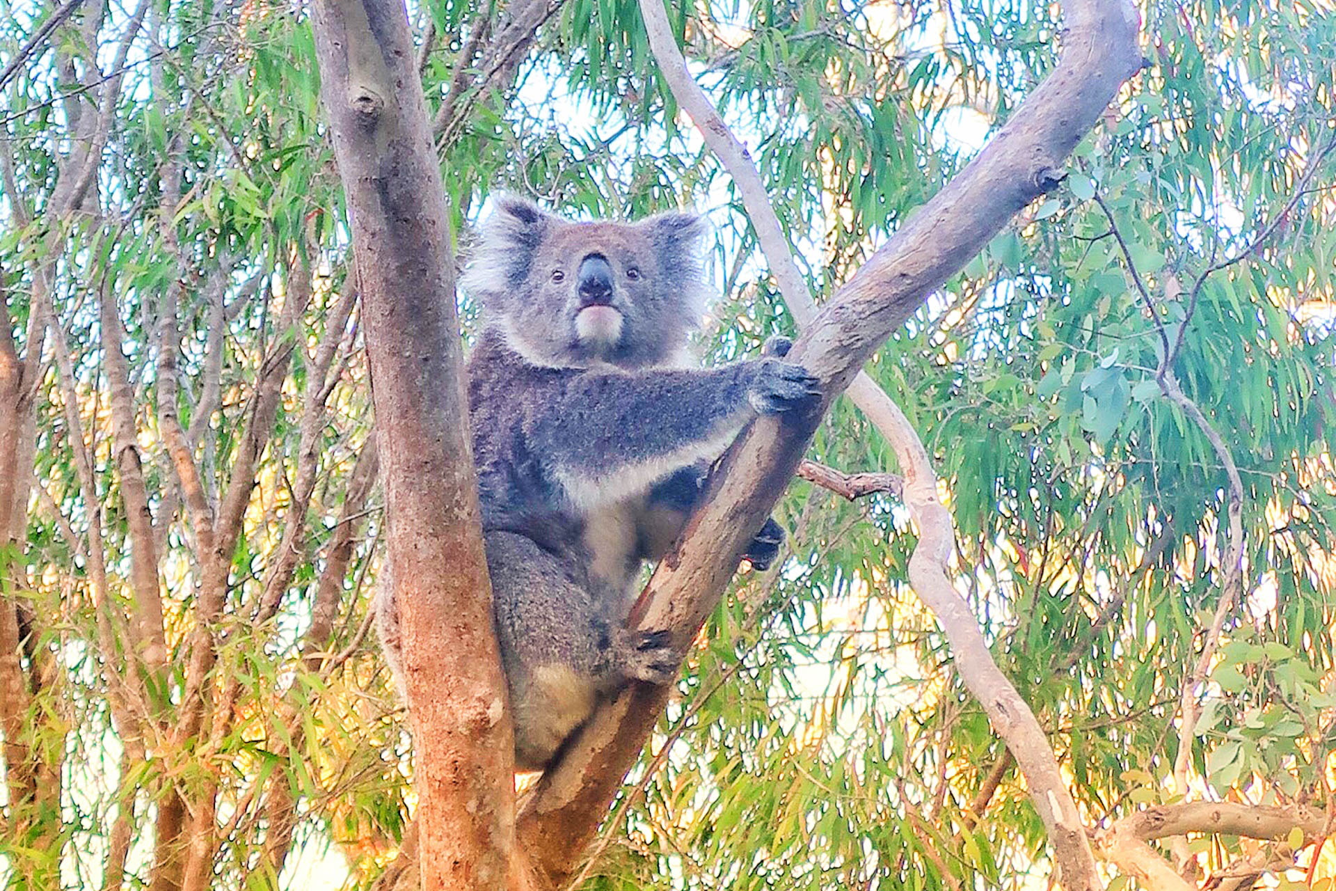 Koala Walk Yancheap National Park